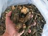 Sitong Junye Dried Morel Mushrooms - Yunnan Plateau Specialty