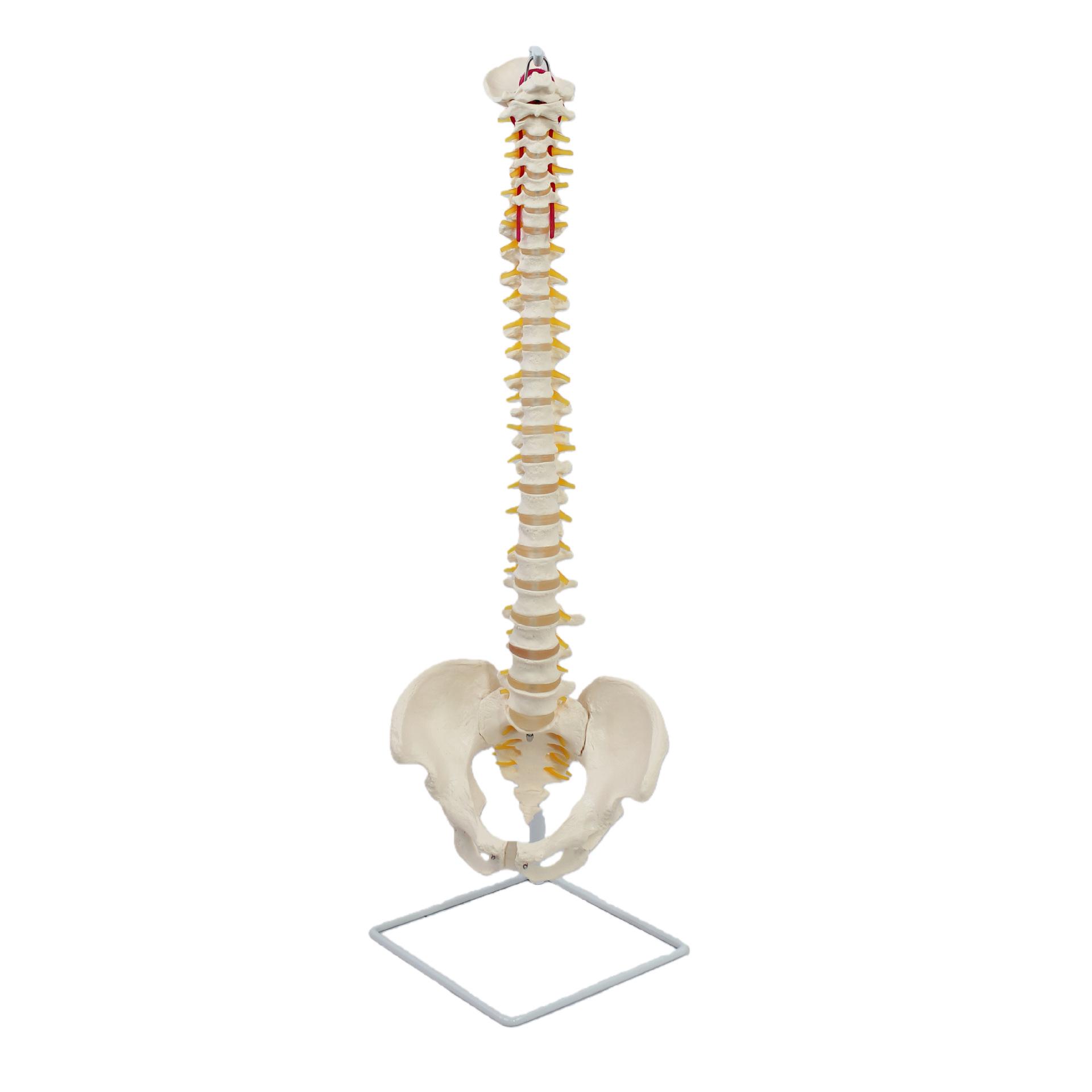 Human Skeleton Spine Model with Bendable