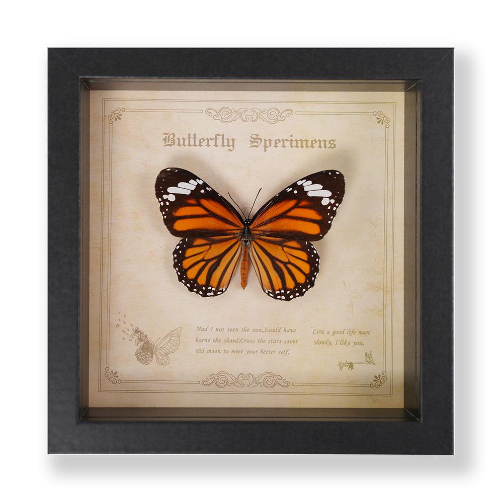 Green Banded Swallowtail Butterfly Specimen Decorative Painting - Real Insect for Display