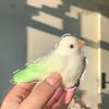 Cartoon Pearl Bird Squeeze Toys Silicone Parrot Fidget Toy  Mini Ornaments