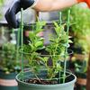 45/60cm garden plant climbing bracket anti-rust plant support cage support ring plant pile potted flower plant cage trellis pile