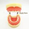 Children's Dental Practice Model: Detachable Deciduous Tooth Resin Model