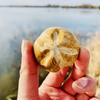 Fossilized Sea Urchin Stone Echinoid Mineral Specimen Rough Pebble Palm Stones for Decor Healing Crystal Collection