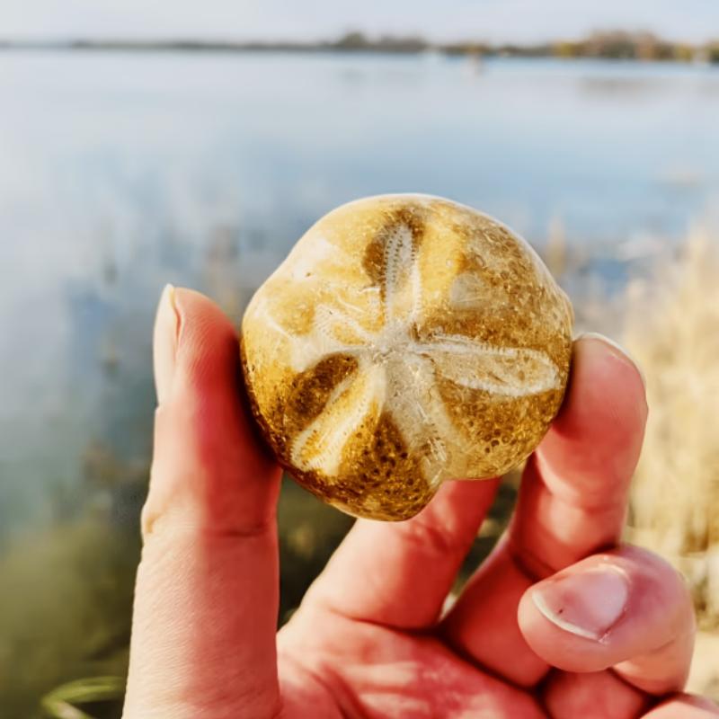 Fossilized Sea Urchin Stone Echinoid Mineral Specimen Rough Pebble Palm Stones for Decor Healing Crystal Collection