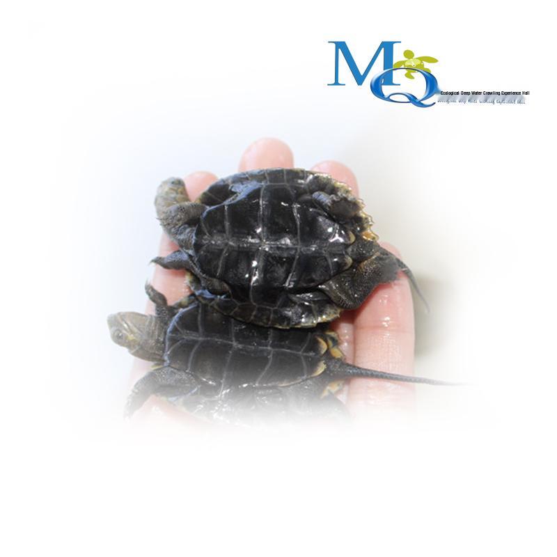 Japanese Stone Turtle Fry - Live Omnivorous Pet and Ornamental Pond Turtle