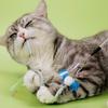 Cat Toy Feather Stick Cats Toy with Bell Butterfly Teaser Cat Toys Interactive Replaceable Feather Sticks Cats Toys Pet Products