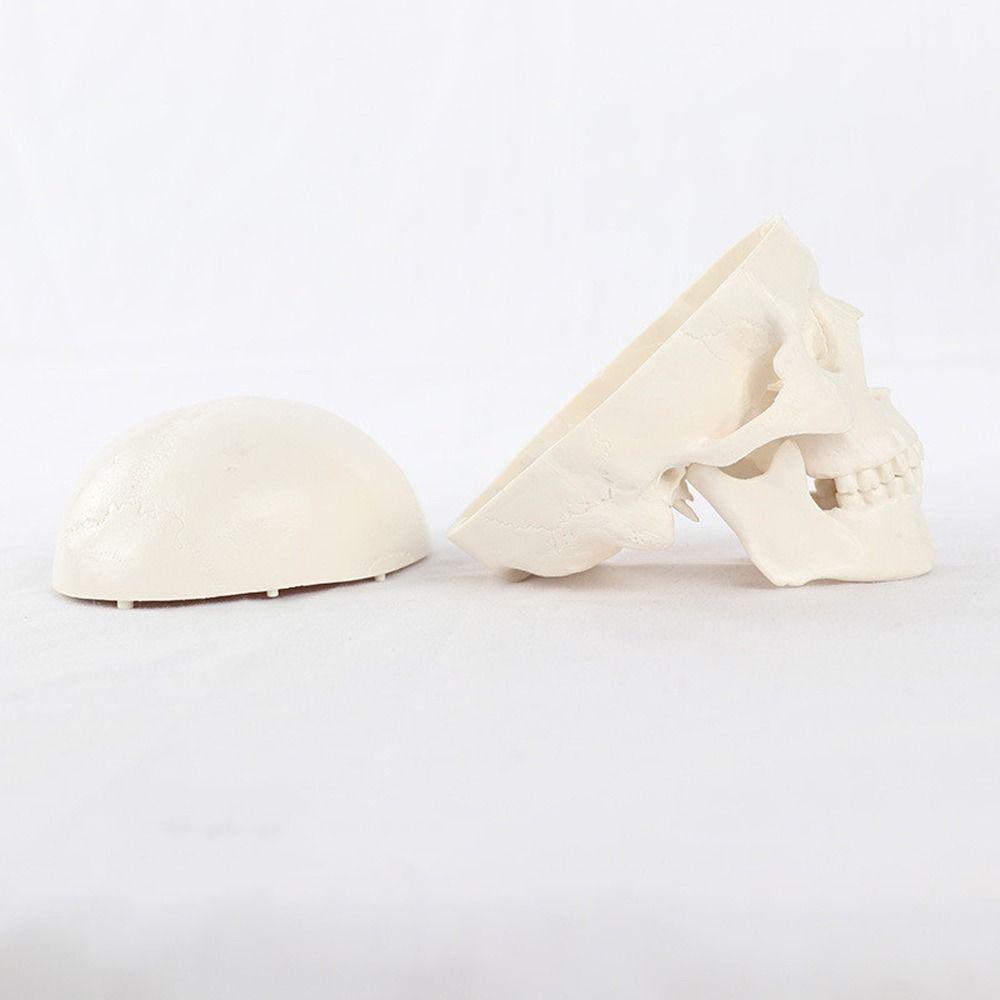 Skull Cap Human Head Model Removable Anatomical Head Skull Fine Arts Skull Model  School Supplies