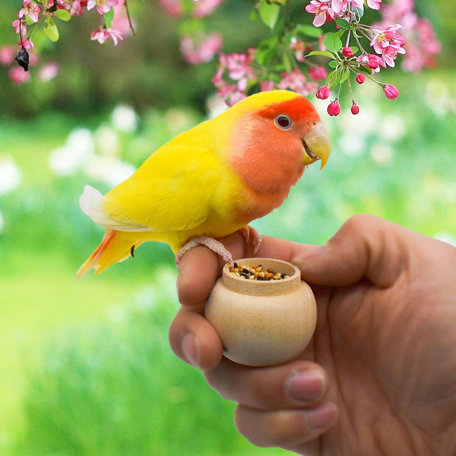 

Bird Food Box Feeder Reusable Handheld Container Box Bird Food Holder For Bird Enthusiasts Women Indoor Outdoor Home Outside CN