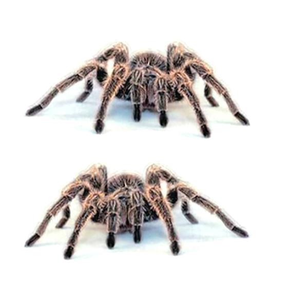 3D Scorpion Animal Print Car Auto Trunk Body Bumper Window Decor Decals Sticker