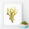 Corals Art Print Wall Pictures Home Decor  , Watercolor Cora Print Wall Art Hanging Bathroom Canvas Painting Nautical Decoration