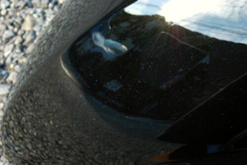 Bike Parts Center Today Front Fender Black Exterior Cowl Painted Honda Today AF61 304306