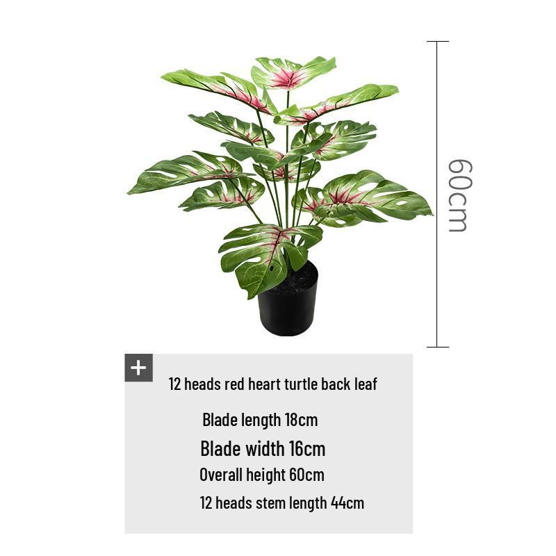 Red Heart Philodendron Plant for Garden & Wedding Decor