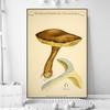 Vintage Mushroom Specimen Canvas Painting Antique Wall Art Herbal Pictures Science Posters and Prints Home Office Decor Cuadros