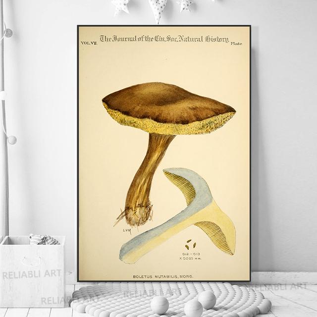 Vintage Mushroom Specimen Canvas Painting Antique Wall Art Herbal Pictures Science Posters and Prints Home Office Decor Cuadros