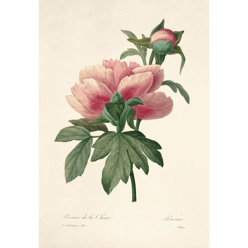 

Classic Botanical Pansy Camellia Rose Chrysanthemum Poster Canvas Painting French Flower Aesthetic Wall Art Pictures Home Dec 21X30CMNo Framed