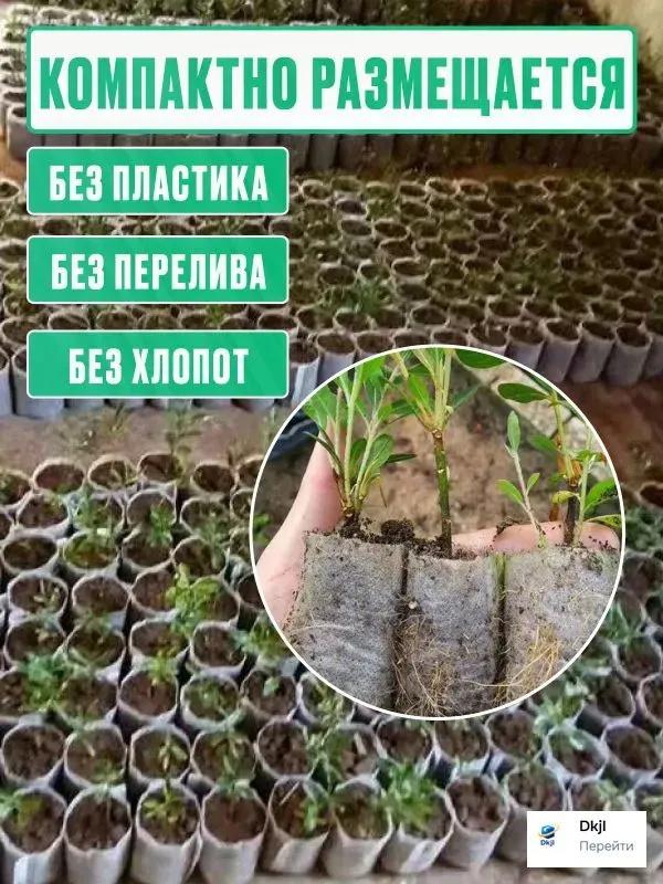 Clopotul de sticlă reutilizabil în formă de pătrat protejează plantele de înghețul și daunele păsărilor