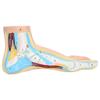 Human Foot Model for Teaching Adults Anatomy Model Research Muscle Display Explain Accessories(Arch Foot)
