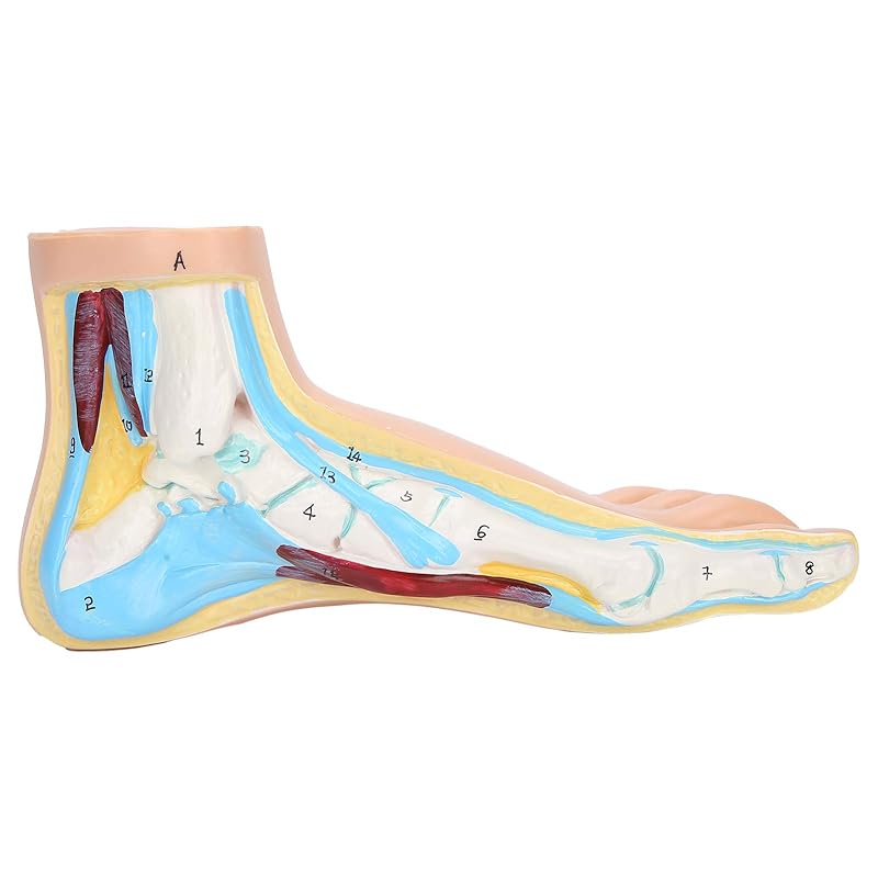 Human Foot Model for Teaching Adults Anatomy Model Research Muscle Display Explain Accessories(Arch Foot)