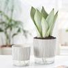 Green Plants Succulent Planter Transparent Planter Self-watering Plants Pot  Garden Supplies
