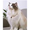 Pet Cat Collars Pearl Rose Pendant Necklace Cat Dog Pearl Collar Pet Pendant Cute High Beauty Retro Decoration Teddy Dog Collar