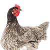Henne Rasenornament Skulptur Veranda Huhn Gartenskulptur Hahn Hofpfahl für Weg Flur Weihnachtsbeet Thanksgiving