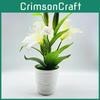 Brownii Lilium Var Viridulum Baker Potted Plant For Living Decor Room