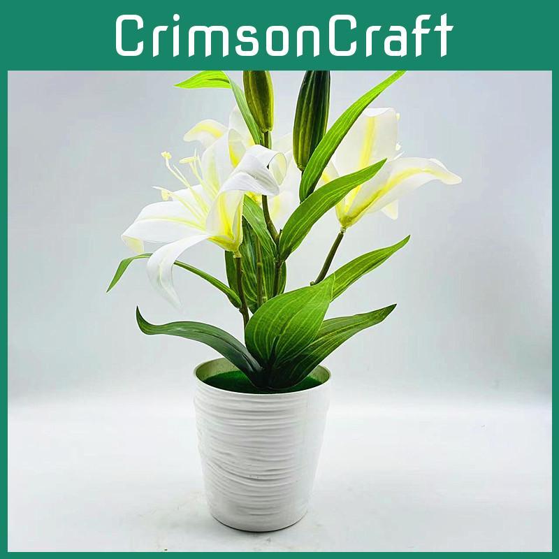 Brownii Lilium Var Viridulum Baker Potted Plant For Living Decor Room
