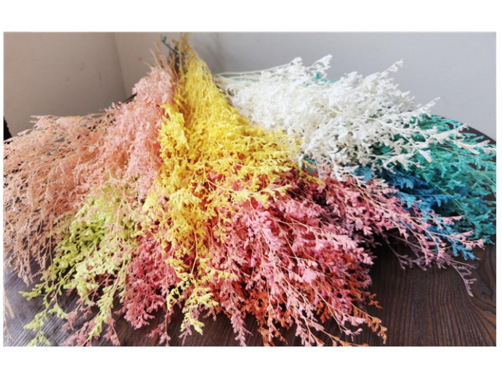 Everlasting White Dried Baby's Breath Flowers for Home Decor and Photography