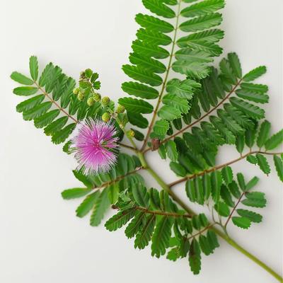 60 Sensitive Seeds (mimosa Pudica) - Semi-Wild Permaculture
