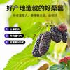 200g Dried Black Mulberries Premium Grade Sweet Fragrant Natural Snack