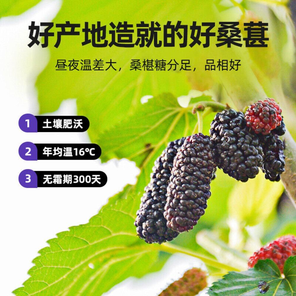 200g Dried Black Mulberries Premium Grade Sweet Fragrant Natural Snack