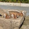 Outdoor Squirrel Sculpture for Garden, Lawn, and Tree Decor
