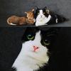 Creative Simulation Cat Pillow 3D Cat Cushion Animal Doll Photography Wedding Decor Sitting Lying Down Pose