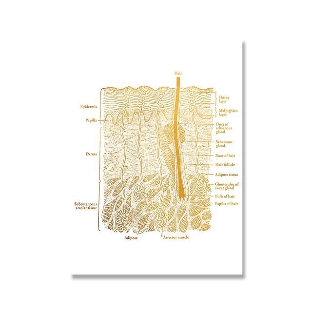 

Анатомический постер с анатомией кожи, ламинированный холст, печать, медицинское образование, доктор, настенная живопись 21cm×30cm NoFrame