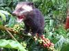 WORCAS Kopi Luwak from Civet Coffee Roasted Coffee Kopi Indonesia [Whole Beans/100g] Bali, Beans, Robusta, Gift, Present, Rare, Beans, Luwak,