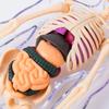 Transparent 3d Human Torso Model Plastics Kid Skeleton Model  Birthday Kids Gift