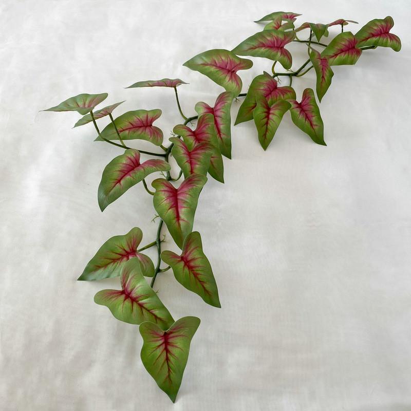 Aureum Cane Epipremnum For Kindergarten Wedding And Photography Settings