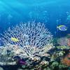 Plant Artificial Decorative Accessories Plastic Sea Trunk Branch Peacock Tree Coral Branch Sea Tree