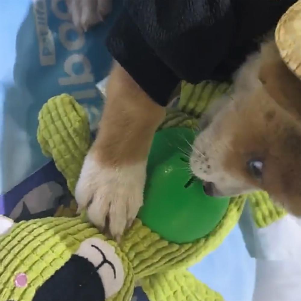 Plush Fox Monkey Koala Dog Toy Puppy Chew Bite Pet Squeak Toy For Small Medium Big Dogs