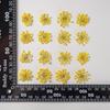 Snow Pearl Pressed Dried Flowers: Real Flowers for DIY and Teaching