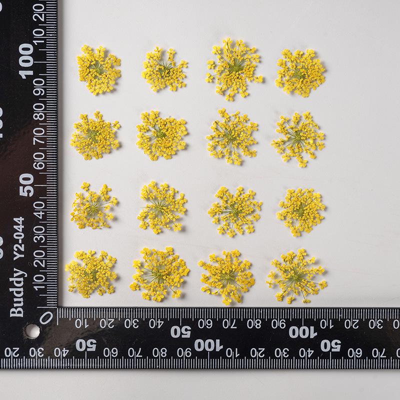 Snow Pearl Pressed Dried Flowers: Real Flowers for DIY and Teaching