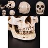 Realistische Lebensgroße Menschliche Anatomie Weiße Harzreplik Schädel Für Halloween-Dekor