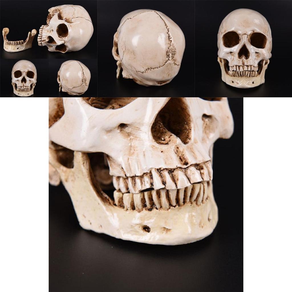 Realistic Life Size Human Anatomy White Resin Replica Skull For Halloween Decor