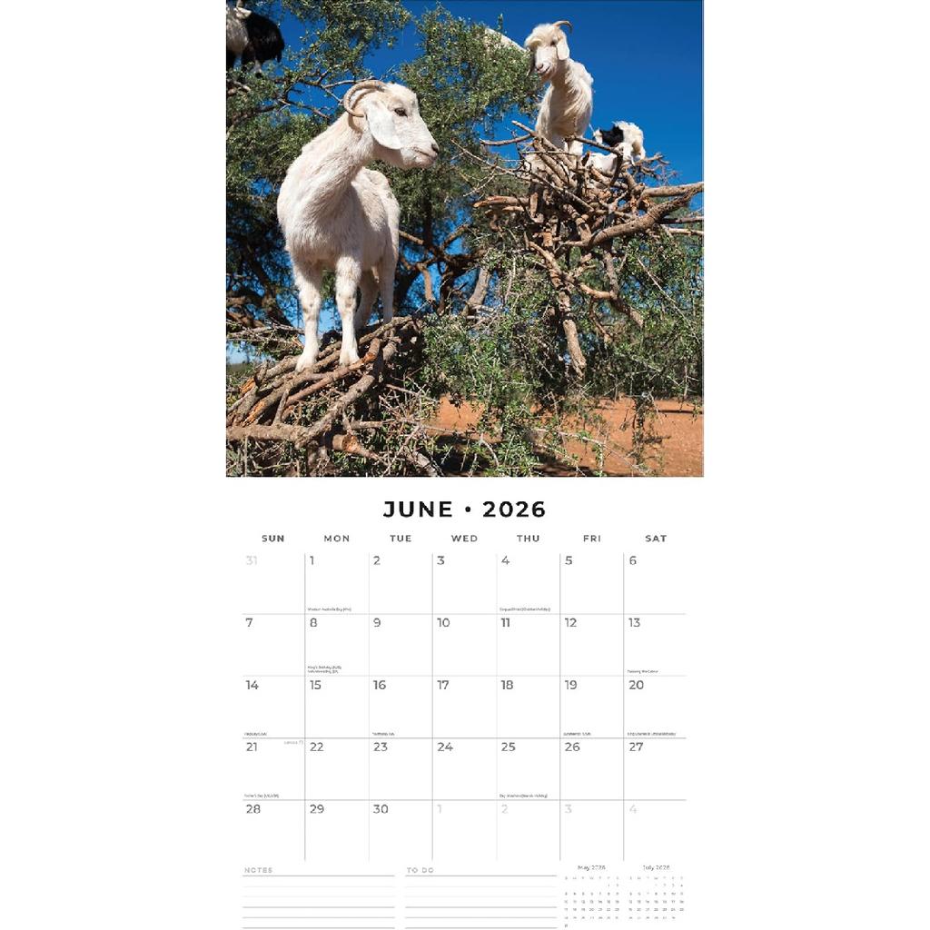 Red Robin 2026 Goats in Trees Monthly Wall Calendar | 12" x 24" Open | Premium Thick & Sturdy Paper | Hangable 12 Month Calendar | Lined Notes & To