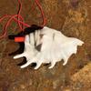 Street Stall Conch Shell Whistles & Toys: Creative Souvenirs