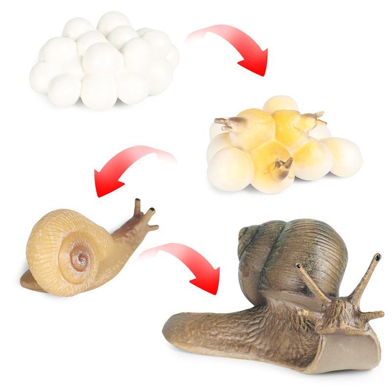 Animal Growth Cycle Simulation Toy Set: Solid Snail & Frog Models for Science Education