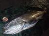 Berkley Super Fire Line Ultra 8 2.0/30lb 150m Crystal PE Line/Super Line/Sea Bass Line
