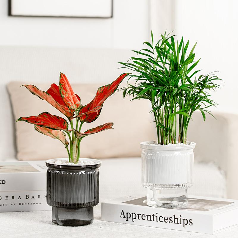 Creative Self-Absorbent Transparent Water Culture Pot Small Potted Plant Ware Office Decoration