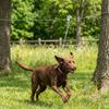Anti Rust Dog Runner for Yard Metal Buckle Trolley Dog Run Cable System Kit  Park Camping