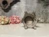 Intentionally aged decorative cement crown